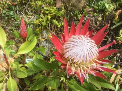 Holiday apartment Jacaranda - Environment photo 21