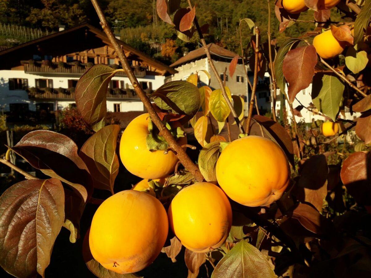 Holiday apartment Schrenteweinhof - Outdoor photo 5