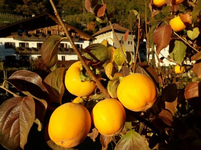 Holiday apartment Schrenteweinhof - Outdoor photo 5