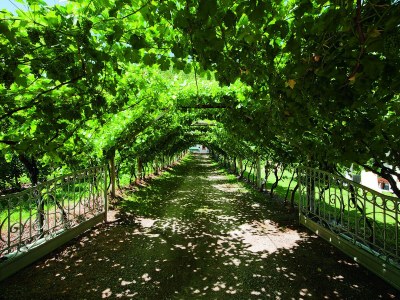 Holiday apartment Schrenteweinhof - Outdoor photo 8