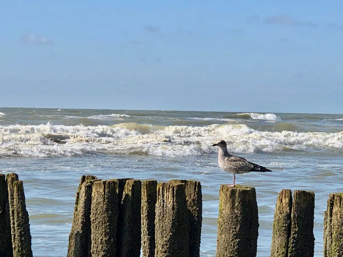 Holiday apartment Sonneduyn 2 - Outdoor photo 4