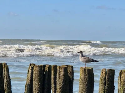 Holiday apartment Sonneduyn 2 - Outdoor photo 4