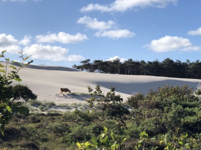 Holiday apartment Sonneduyn 2 - Outdoor photo 5