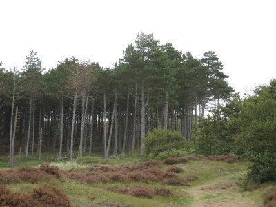 Holiday apartment Sonneduyn 2 - Environment photo 33