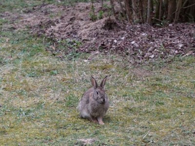 Holiday house Blockhaus-Fleesensee - Environment photo 14