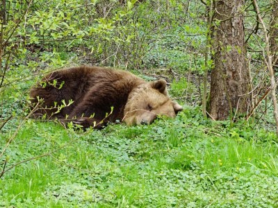 Holiday house Blockhaus-Fleesensee - Environment photo 19
