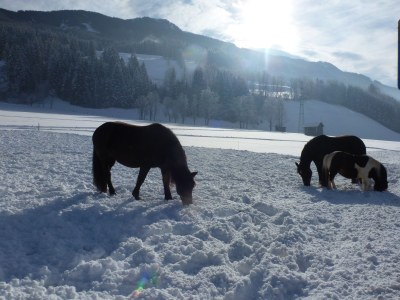Holiday apartment Hirschbichler 2 - Environment photo 19