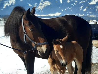 Holiday apartment Hirschbichler 2 - Environment photo 23