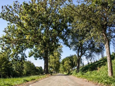 Apartment Ruhiger Komfort in Oelsnitz - Environment photo 24