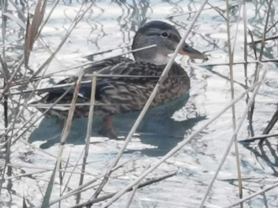 Holiday apartment In Chalet Achenkirch - Environment photo 28