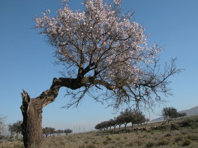 Holiday house park Haus La Iglesia - Environment photo 18