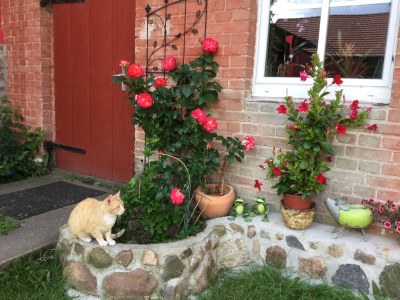 Holiday house cottage Four-Side-Ranch - Outdoor photo 9