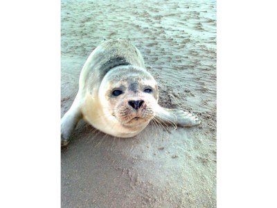 Holiday apartment De Blenck 63 Callantsoog - Environment photo 18