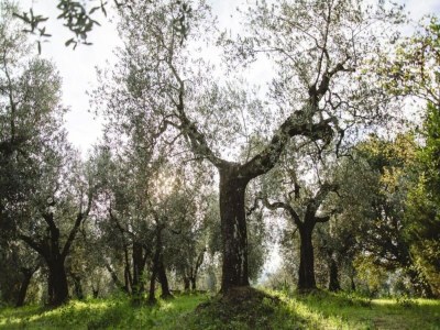 Farmhouse Farmhouse in Vinci's time capsule - Environment photo 21