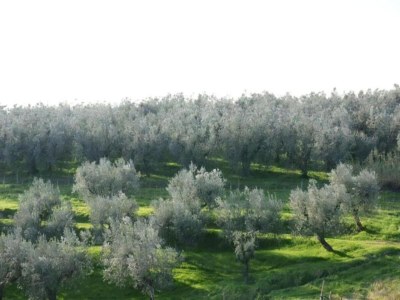 Farmhouse Farmhouse in Vinci's time capsule - Environment photo 34