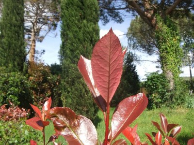 Farmhouse Farmhouse in Vinci's time capsule - Outdoor photo 35