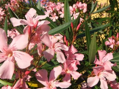 Farmhouse Farmhouse in Vinci's time capsule - Outdoor photo 36