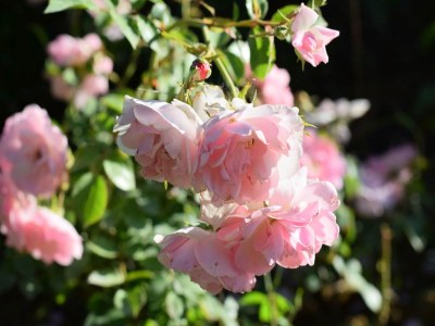 Farmhouse Farmhouse in Vinci's time capsule - Outdoor photo 37