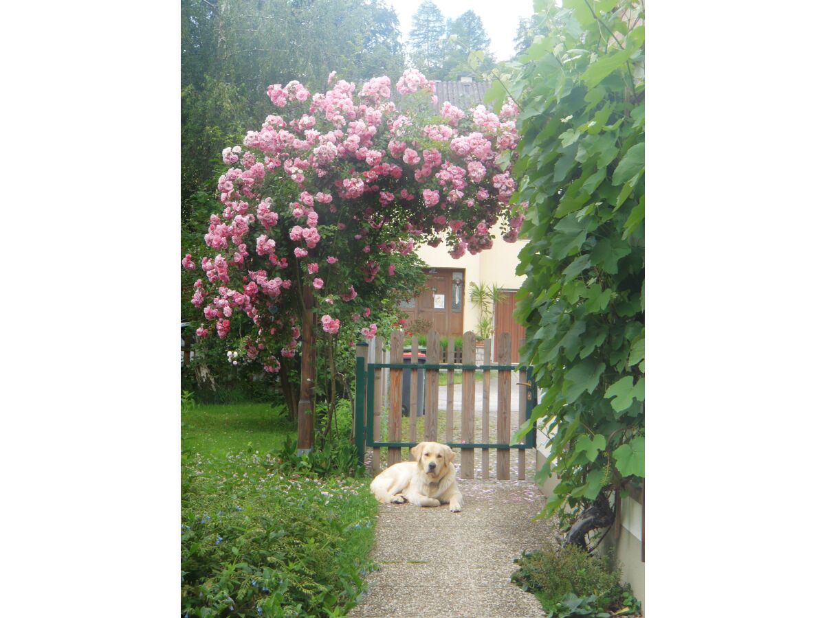 Holiday apartment Ilse  Pesendorfer - Outdoor photo 5