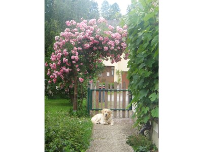 Holiday apartment Ilse  Pesendorfer - Outdoor photo 5