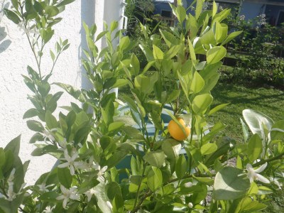 Holiday apartment Ilse  Pesendorfer - Outdoor photo 7