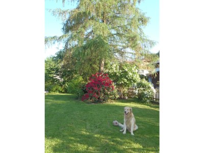 Holiday apartment Ilse  Pesendorfer - Outdoor photo 12