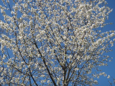 Holiday apartment Ilse  Pesendorfer - Outdoor photo 13