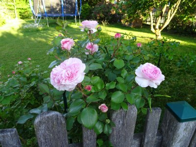 Holiday apartment Ilse  Pesendorfer - Outdoor photo 15