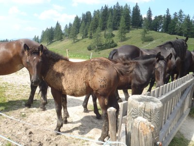 Holiday apartment Ilse  Pesendorfer - Environment photo 34