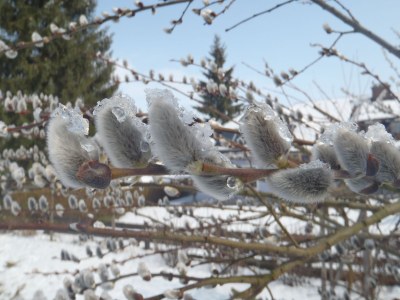 Holiday apartment Ilse  Pesendorfer - Environment photo 35