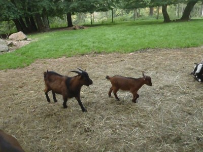 Holiday apartment Ilse  Pesendorfer - Environment photo 39