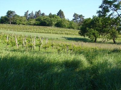 Holiday apartment 4 Weingut Hauerhof 99 - Environment photo 10