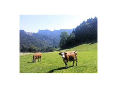 Holiday apartment Kampenwandblick - Environment photo 10