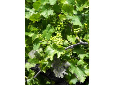 Holiday apartment Bel étage - Environment photo 30