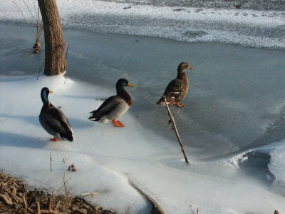 Holiday apartment Bel étage - Environment photo 37