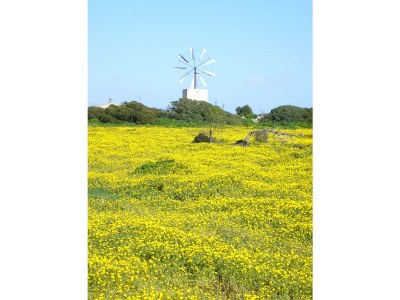 Villa Oliva / Costa de la Calma - Environment photo 24