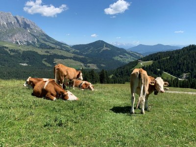 Chalet Herrlich gelegenes Premium-Chalet mit Sauna - Environment photo 31