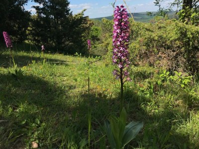 Holiday house Wine farmer's house Fischergasse 1 - Environment photo 39