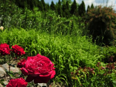 Holiday apartment Haus Rosengarten A&B - Environment photo 13