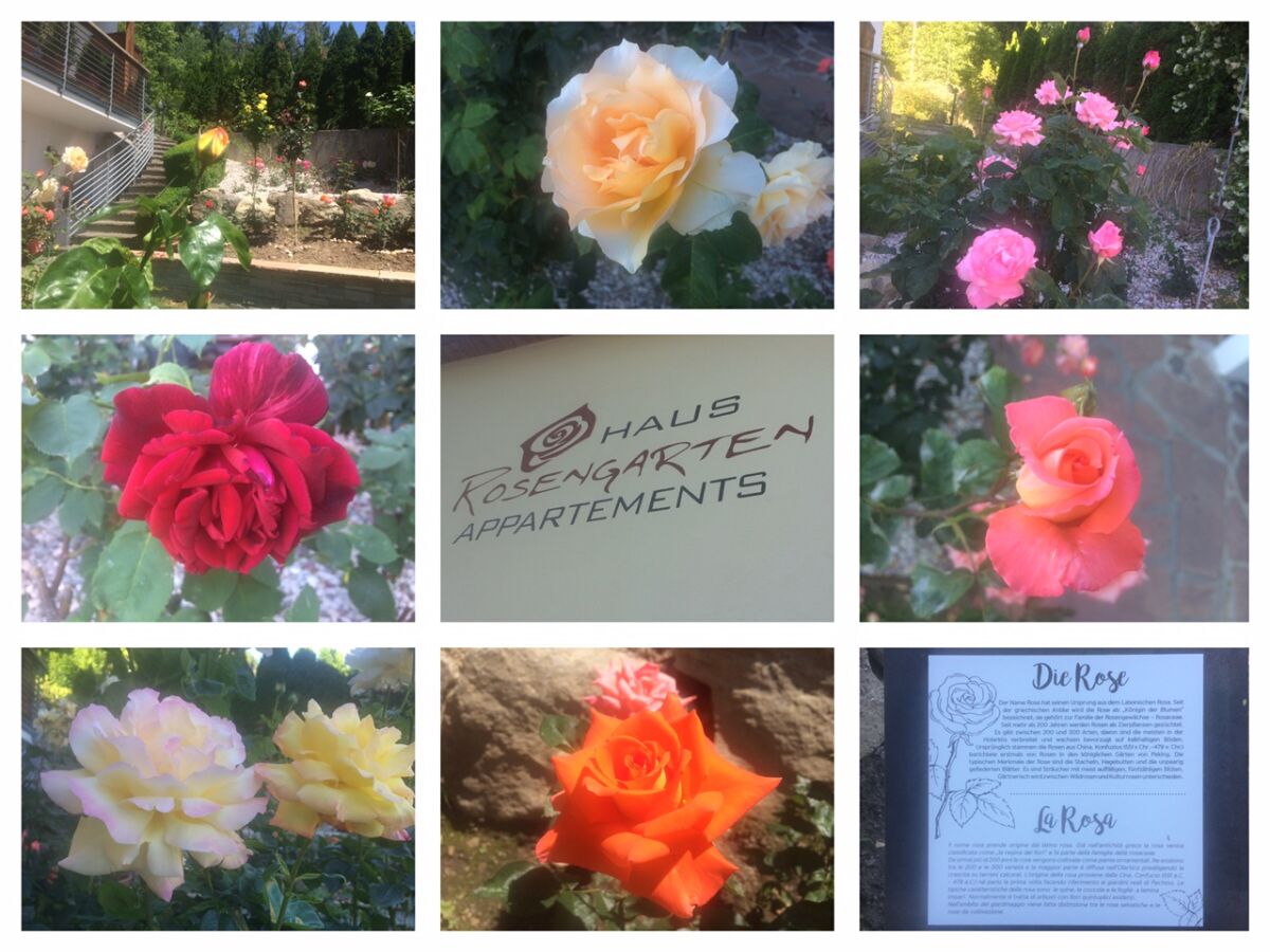 Holiday apartment Haus Rosengarten C&D - Outdoor photo 4