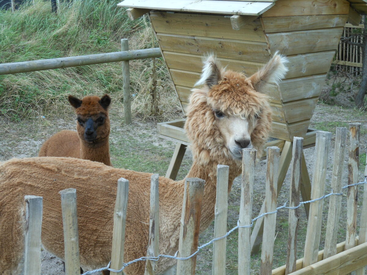 Holiday apartment Amelander Paraijs 18 - Outdoor photo 3