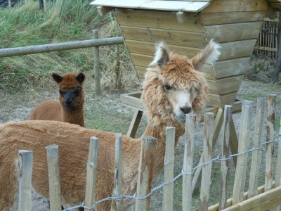 Holiday apartment Amelander Paraijs 18 - Outdoor photo 3