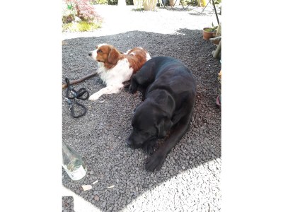 Holiday apartment 'ÜberFluss' - die Große - Environment photo 33