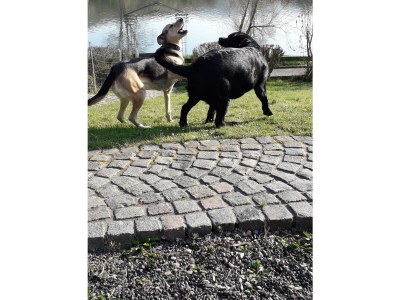 Holiday apartment 'ÜberFluss' - die Große - Environment photo 34