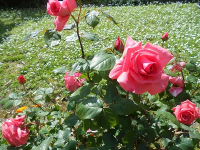 Holiday apartment La Casetta - Outdoor photo 9