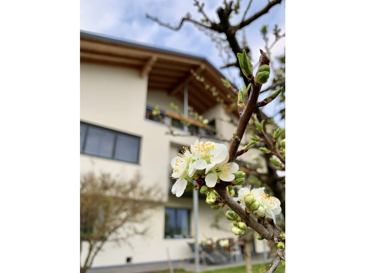 Holiday apartment Feigenbaum - Outdoor photo 2