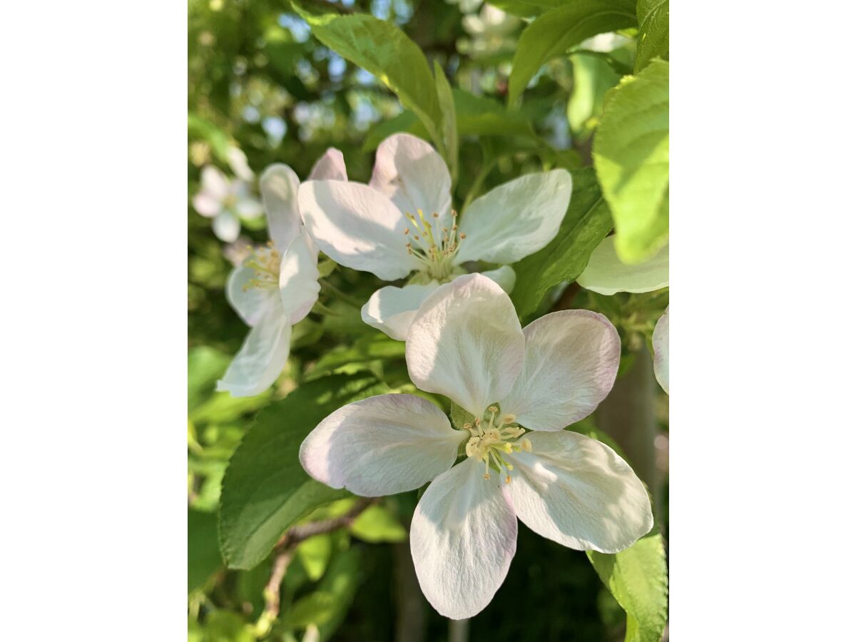 Holiday apartment Feigenbaum - Outdoor photo 5