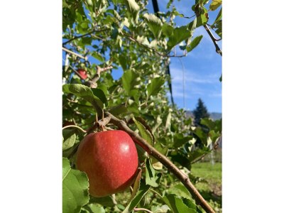 Holiday apartment Feigenbaum - Outdoor photo 7