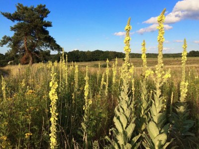 Holiday apartment am Naturpark in Schönlage - Environment photo 35