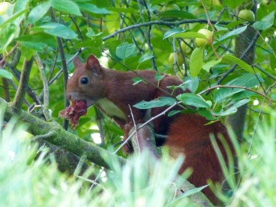 Holiday apartment am Naturpark in Schönlage - Environment photo 36